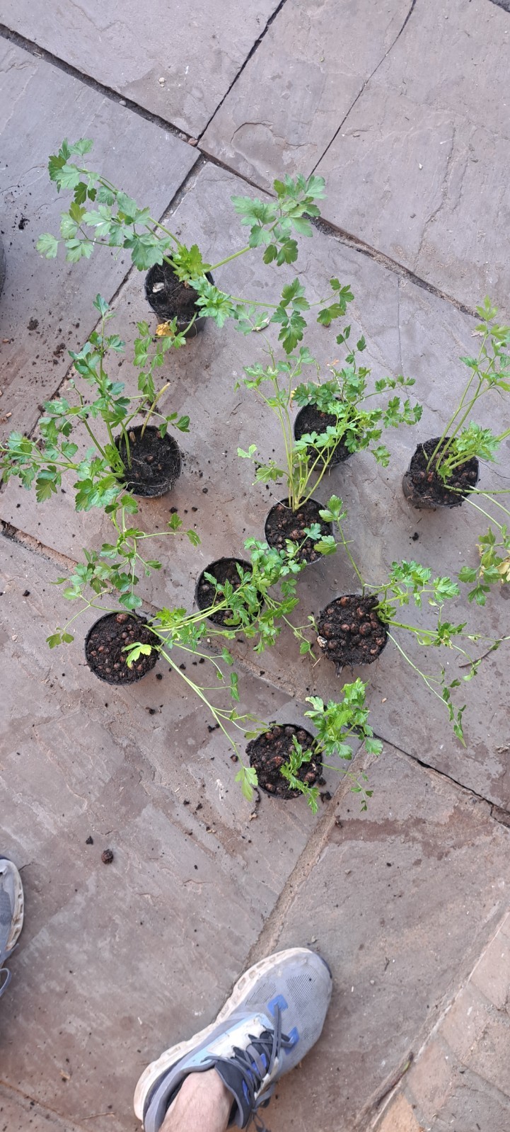 3 x Parsley French Flat Leaf Herb Plants in 12cm Pots WELL ROOTED Culinary Use image 10