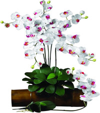 Set of 12 Phalaenopsis Orchid Stems   Perfect for Floral Arrangements 
