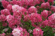 Hydrangea Paniculata Diamant Rouge Rendia Shrub Flowering Hedging Bushes 3L