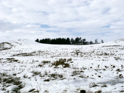 Foto 6x4 Spärliche Beweidung Craigend\/NS7887 Fund etwas klaren Boden nahe c2010