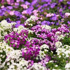 Alyssum Lobularia maritima mixed 1500 seeds + FREE RUSABLE PLANT LABEL