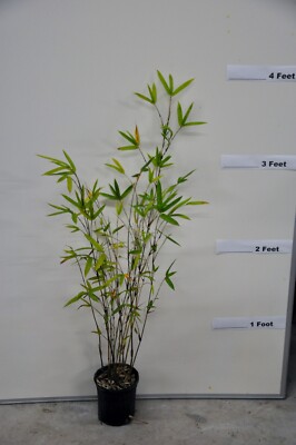 Bambusa multiplex Alphonse Karr Bamboo - 15 Gallon and 24 Box – Plant Clearance