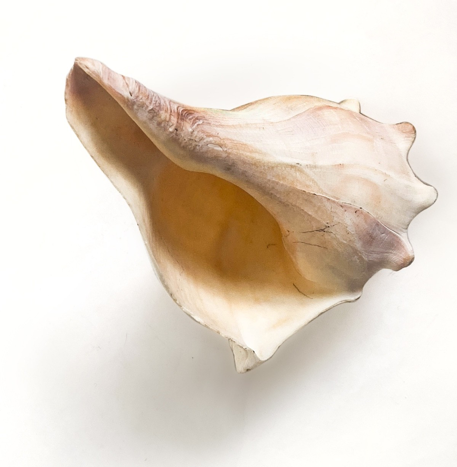 Large Conch Seashell Vintage Natural Rare White Beach Decor Big Ocean ...