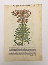 MATTIOLI Xilografia 1500 Botanica Erbario Piante "TITHIMALO CHARACIA"