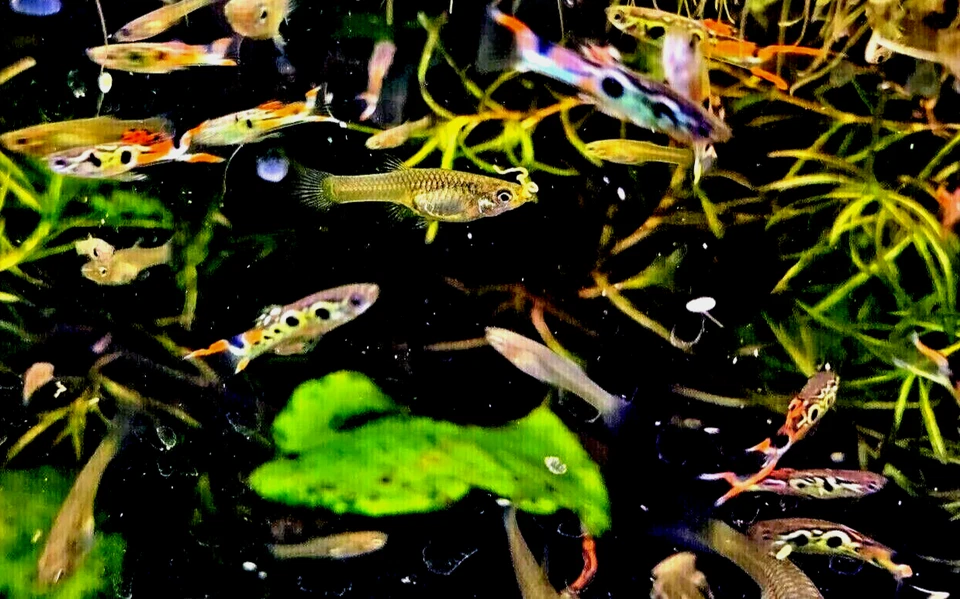 3 pares Endler's STAECK ROJO RUSO PURO (2 pares + un par gratis (3M/3F en total) Foto 3 de 4