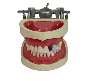 Kilgore Nissin Dental Display Study Training Model Typodont Removable Teeth