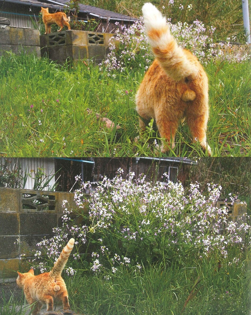 Cat Testicles Animal Photo Book album nekotama Nyantama Japanese
