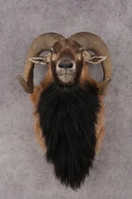 Mouflon Sheep SKU 3314