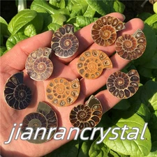 10pcs Top Natural Ammonite Fossil Conch Crystal Specimen Healing Care