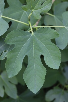 .....Home Grown Dried Fig Leaf Tea....