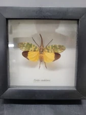 Taxidermy Lanternfly  in Frame Taxidermy Insect (Pyrops candelaria)