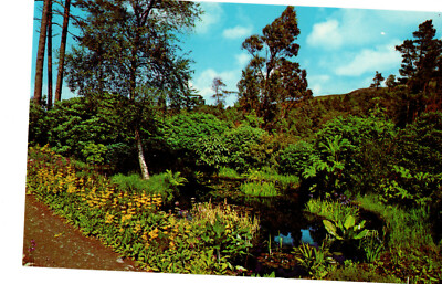 INVEREWE GARDENS; PRIMULA HELODOXA Vintage POSTKARTE; UNBENUTZT (K)