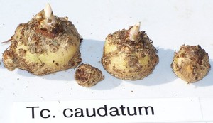 Taccarum caudatum -  Rare aroid  Amorphophallus relative