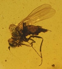 Detailed Brachycera (Fly), Fossil insect inclusion in Burmese Amber