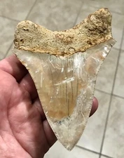 TRULY DELIGHTFUL & NICELY PATTERNED PATHO-INDONESIAN MEGALODON SHARKTOOTH FOSSIL