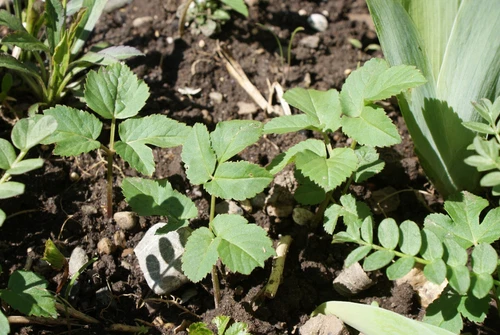 Giersch Dreiblatt Heilkraut Vitamin-C-Kraut Wildgemüse - 5 Wurzelaustriebe