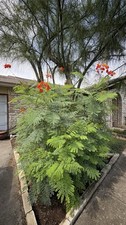 Pride of Barbados Caesalpinia pulcherrima , 10 seeds