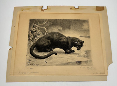 Evert Van Muyden 1898 Panther Signed First State One of Six Engraving