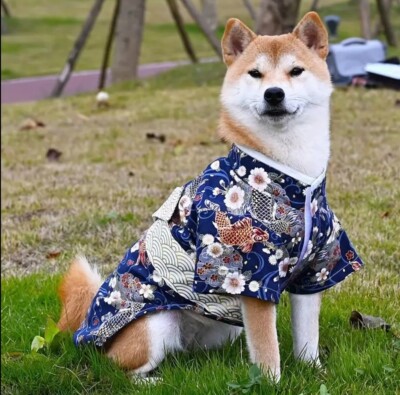 Kimono Dog Halloween Costume, Japanese Koi Pet Apparel, Puppy Outfit  Clothes