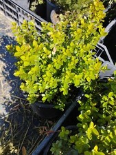 sostituto bosso MYRSINE AFRICANA  o buxus siepe bassa no piralide