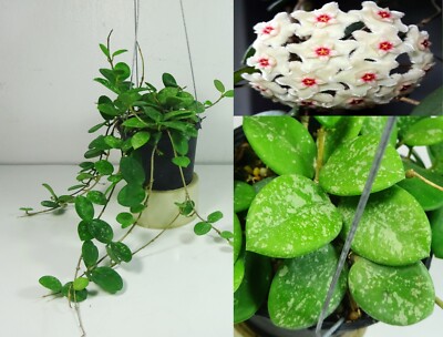 Hoya Mathilde Splash, 12 Inches Full Plant, RARE, Houseplant