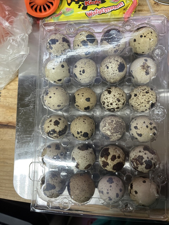 10 dozen plus jumbo coturnix quail hatching eggs ebay