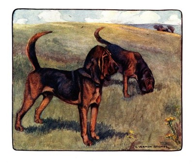 1906 Antique Bloodhound Print Stokes Bloodhound Dog Art Illustration 6444f
