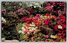 Postcard - Azalea Show In Lincoln Park Conservatory