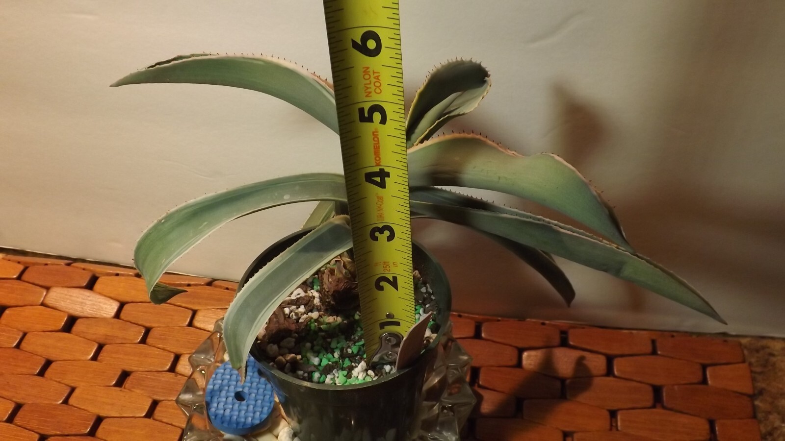 Agave Ivory Curl 6 Growing / Shipping in a 3"pot Actual plant for sale