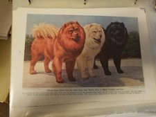 Walter A. Weber Chow Chow Trio single bookplate 1943 National Geographic Mag