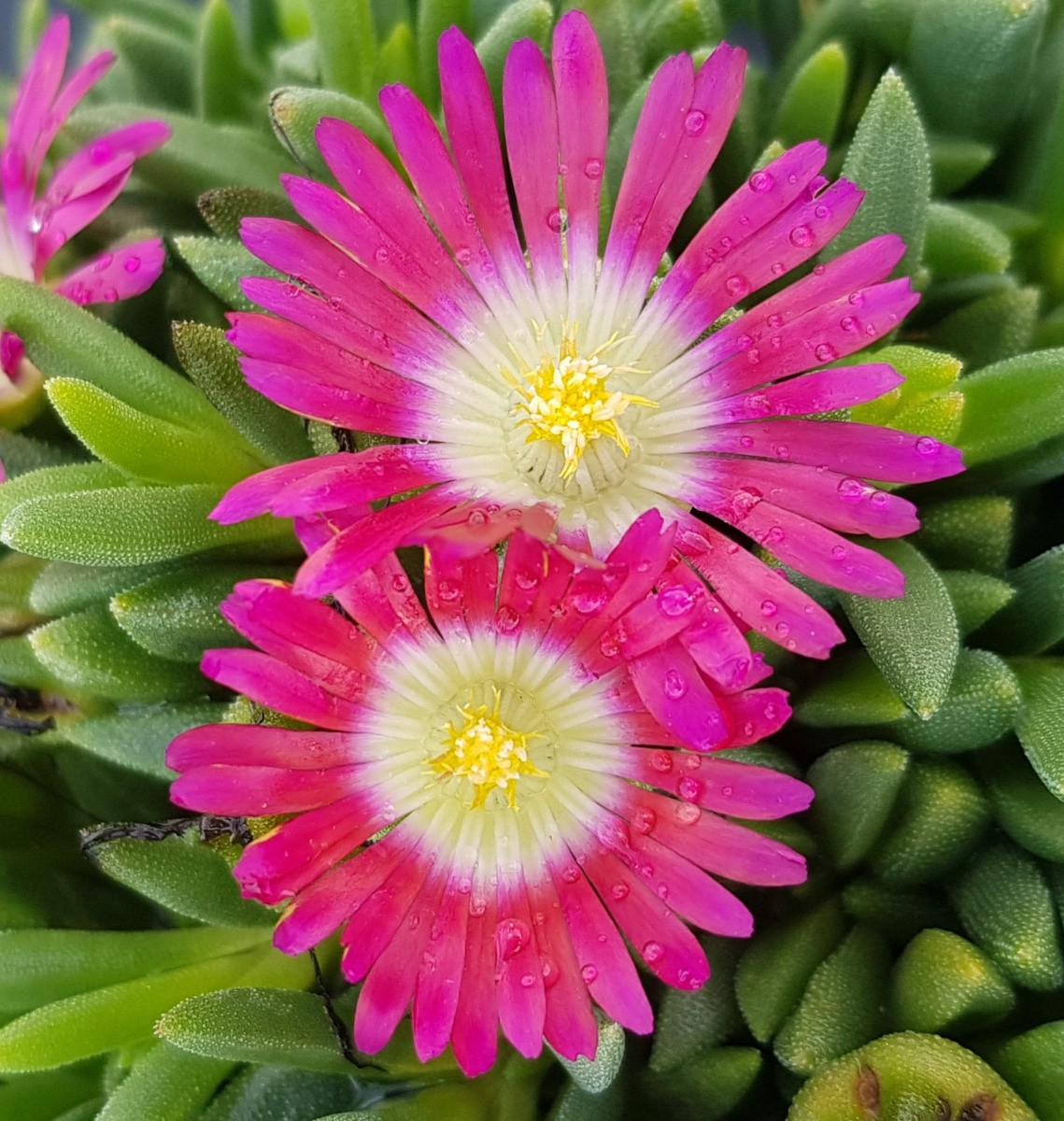 Delosperma FUNNY FRESH Hurricane plante de pépinière supérieure en grand pot de 2,9L