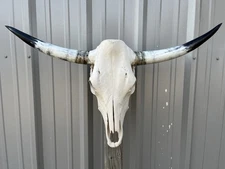 LONGHORN STEER SKULL 3 FEET 1 1/2 Inch WIDE POLISHED BULL HORN MOUNTED COW HEAD