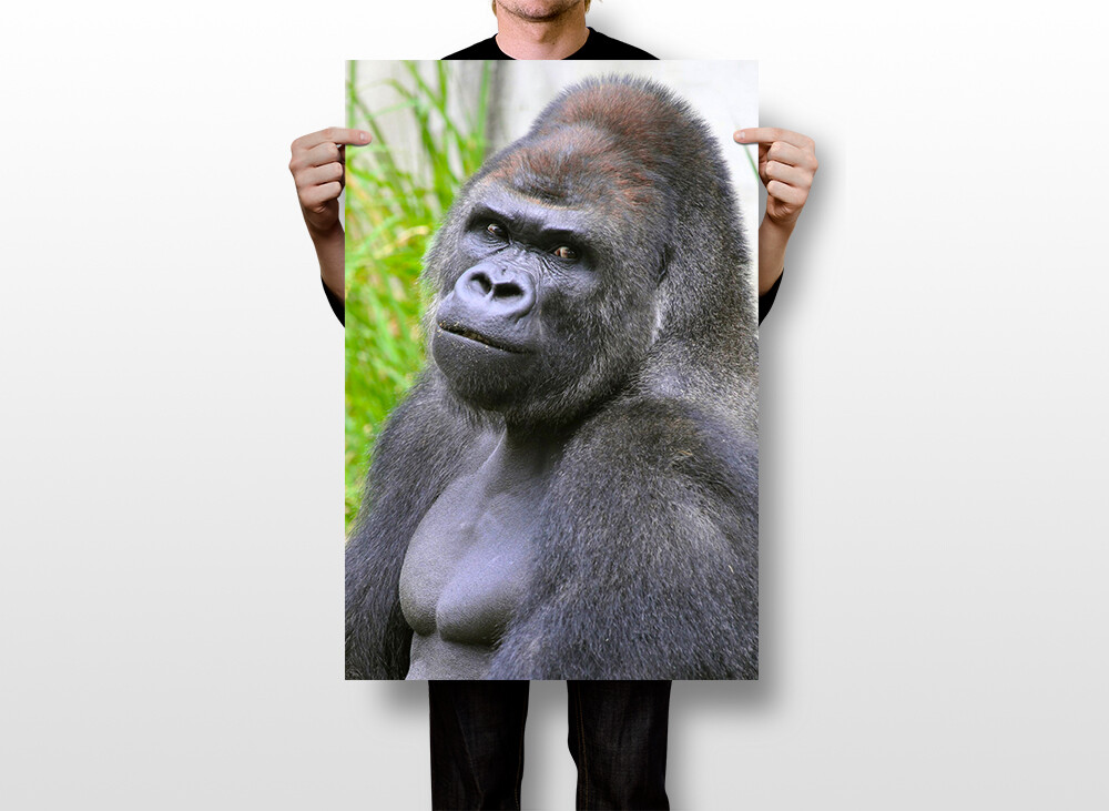 Harambe Gorilla Cincinnati Zoo Art Wall Indoor Room Poster