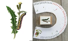 Playing Cards (Poker Deck 54 Cards) CATERPILLAR Plants Bug Fans Nature Art 172