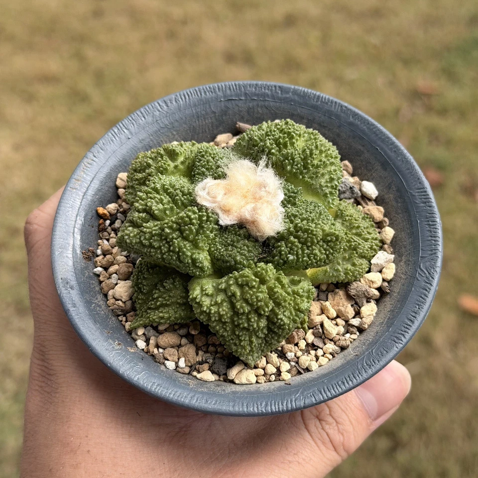 Ariocarpus Godzilla (100%pure) seed grown rare cactus - Image 2 of 4