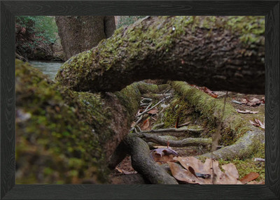 Twisted Roots Gerahmtes Wandbild Poster Leinwanddruck Bild