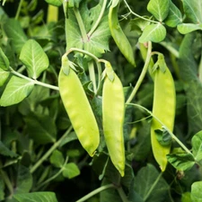 Oregon Sugar Pod II Snow Pea Seeds, Heirloom, NON-GMO, FREE SHIPPING