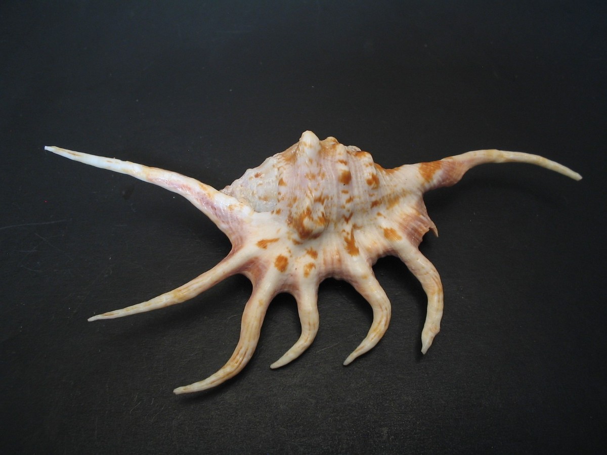 OutstandingLAMBIS CROCATA~127.7mm/Gem~Madagascar SEASHELL | eBay