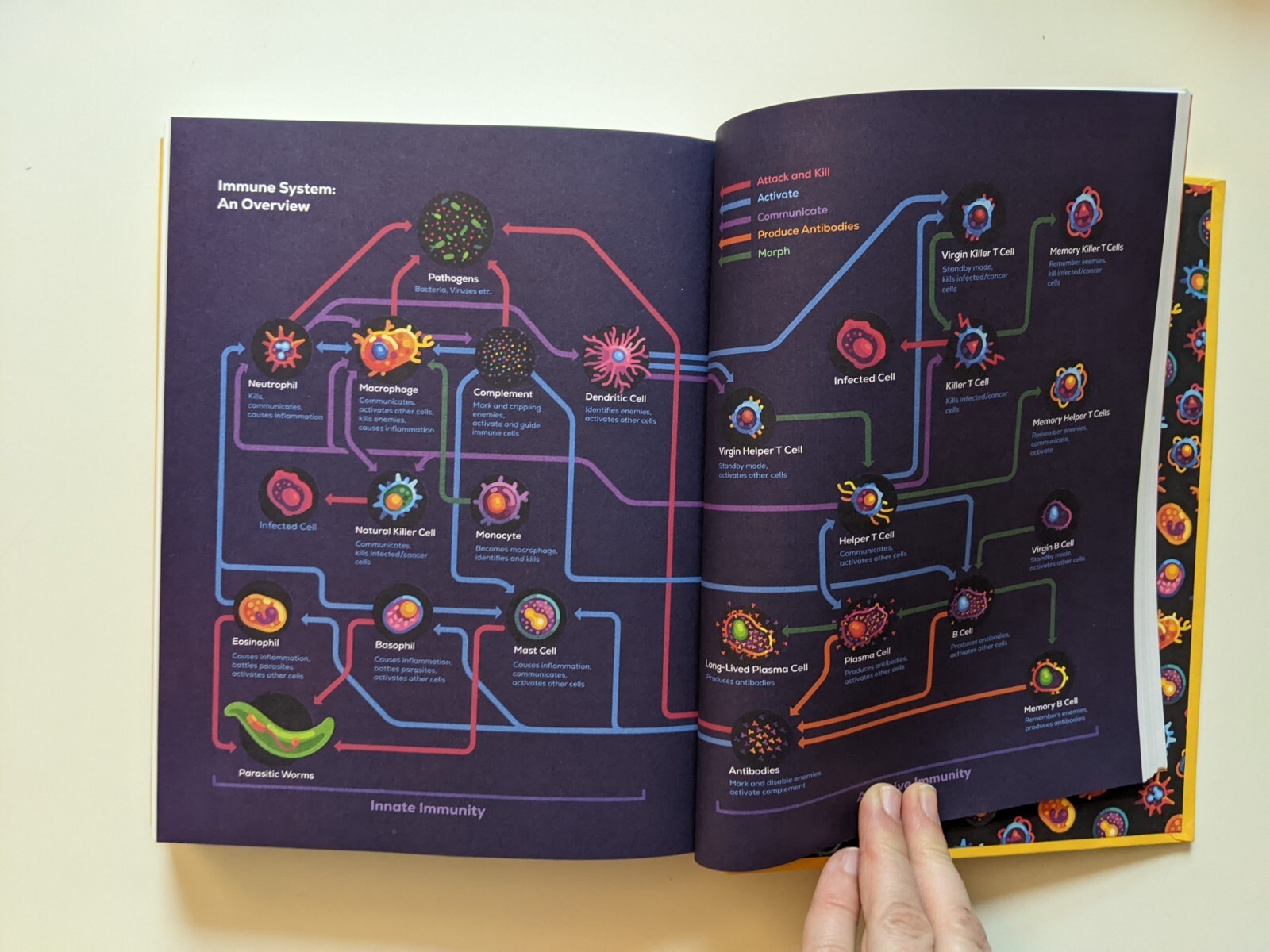 Immune Journey into Mysterious System That Keeps You Alive DETTMER 1st