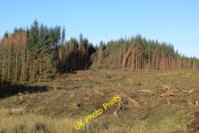 Photo 6x4 Felled area Torbothie Trees have just been cut down here. There c2015