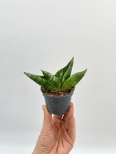 Sansevieria Boncellensis, Starfish Sansevieria, Snake Plant, Rare Plants