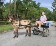 New Black Leather MINI Small Pony Horse Driving Harness with PINK Heart Cutouts