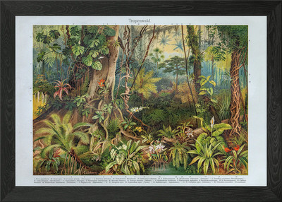 Tropischer Regenwald Illustration gerahmtes Wandbild Poster Leinwanddruck Bild