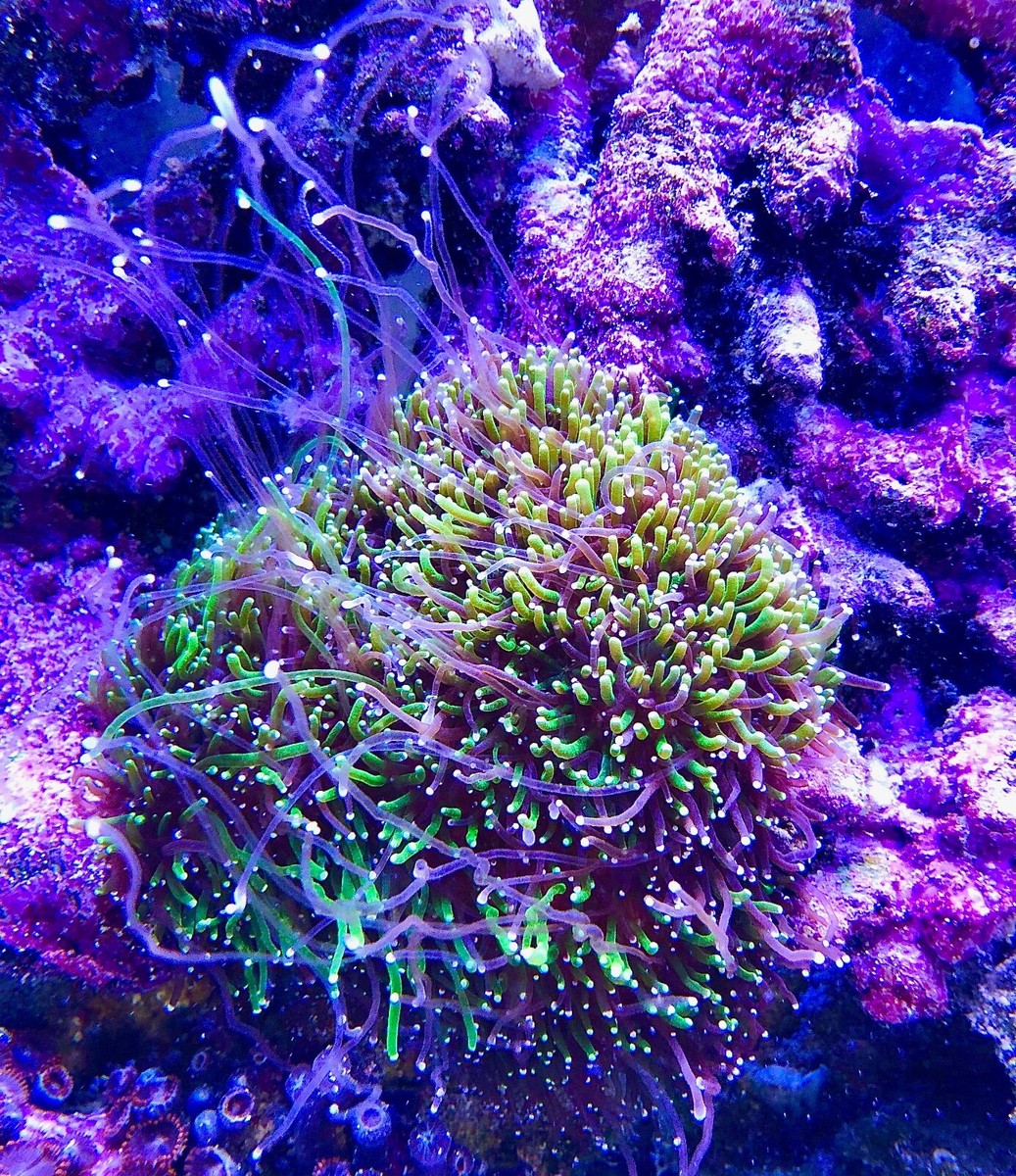 英LP Coral Coral DLTLP006 DELTASONIC /00260 live coral Two Color Galaxea Neon Green/Purple Tentacle FRAG