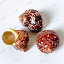 Polished Brown Seashells Tapestry Turban Snail Shells 4-6 cm Turbo petholatus