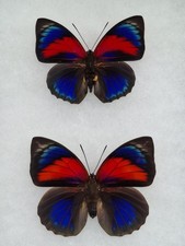 Agrias for collectors | rare Agrias butterflies