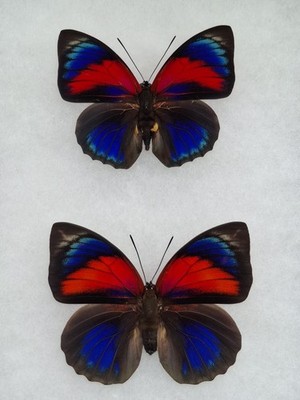 HYBRID AGRIAS CLAUDINA LUGENS X AGRIAS BEATIFICA L. MALE & FEMALE