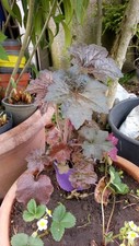 Heuchera Purple Bells