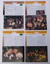 Pilzportraits 3, 8, 11, 12 aus Der Tintling -...