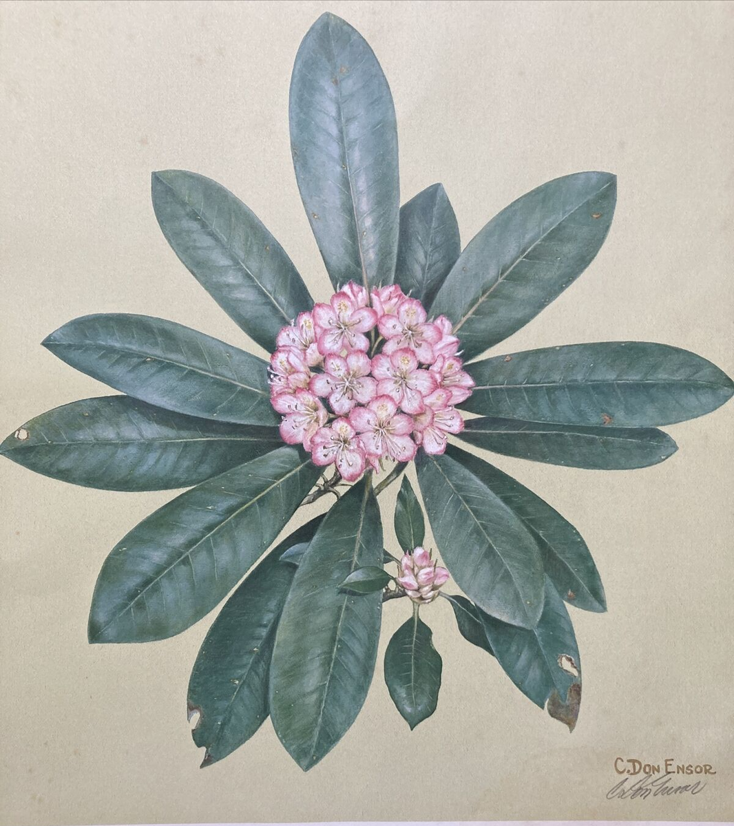 C. Don Ensor Rhododendron 1977 Signed Print Please READ | eBay